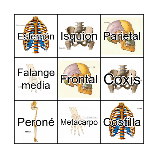 Sistema oseo Bingo Card