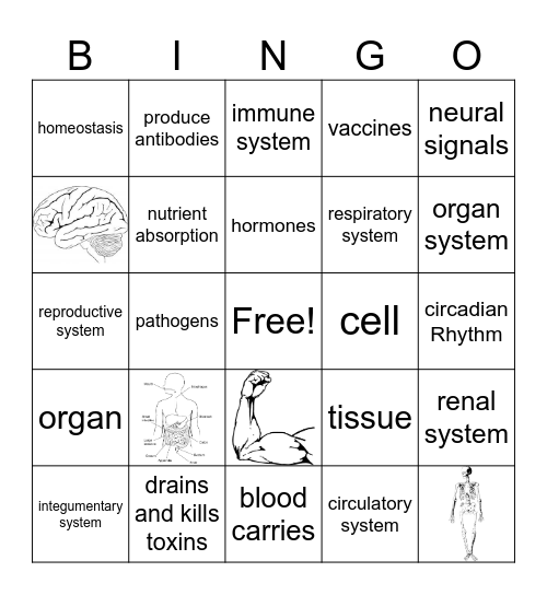Body Systems Bingo Card