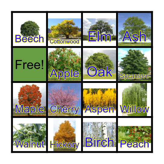 Different Types of Trees Bingo Card