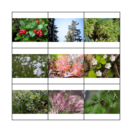 Estonian bog plants Bingo Card