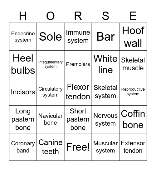 Equine Anatomy Bingo Card