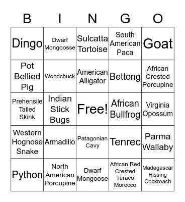 Animals Bingo Card