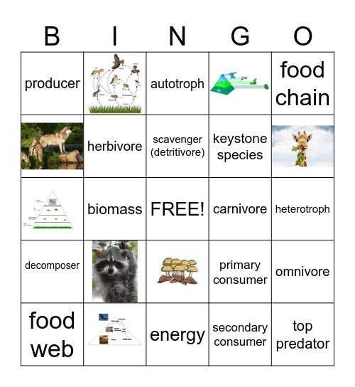 Ecology Bingo Card
