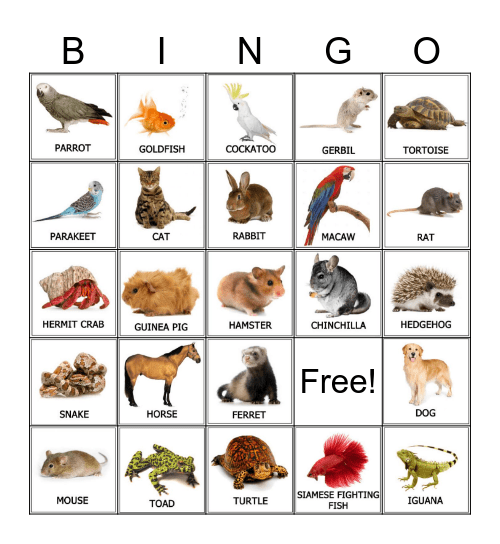 Pets Bingo Card