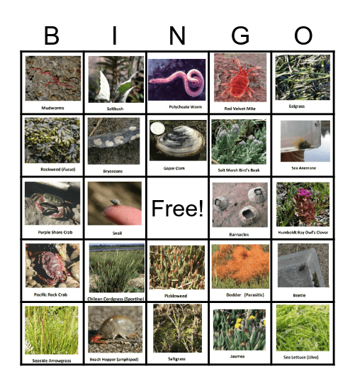 DUNES BINGO Card