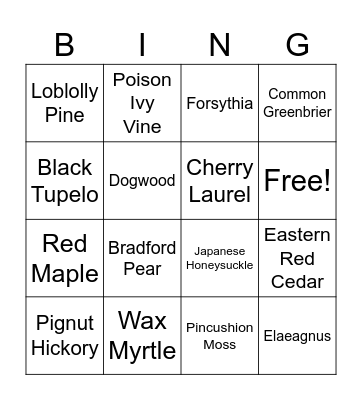 Sensory Trail Plants Bingo Card