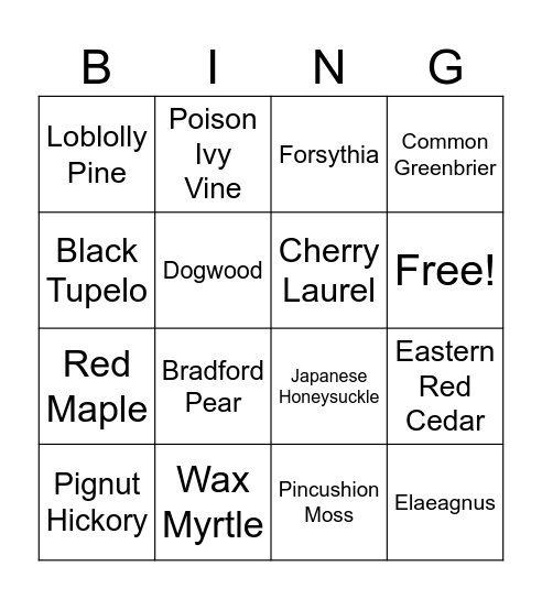 Sensory Trail Plants Bingo Card
