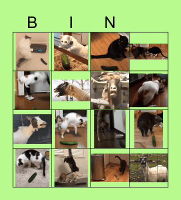 Cats vs Cucumbers and Screaming Goats Bingo Card