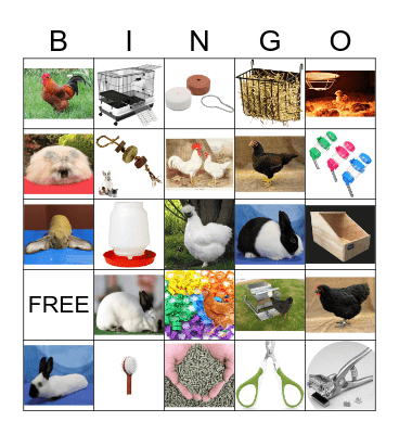 Rabbit & Chicken BINGO Card