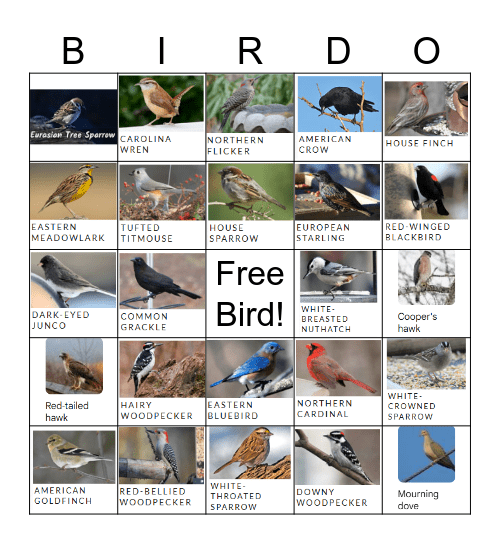 Backyard Bird Bingo Card
