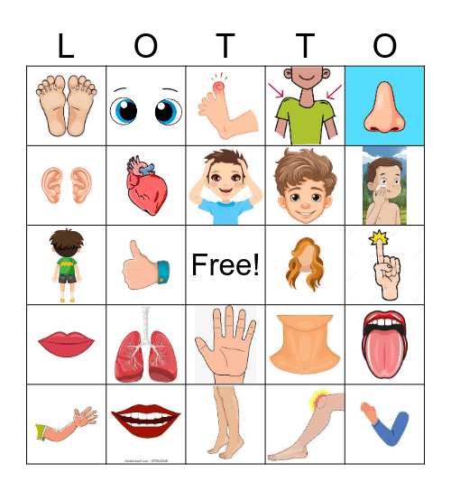 Les Parties du Corp Bingo Card