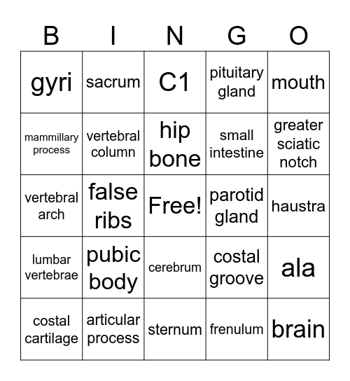 Anatomy Review Bingo Card