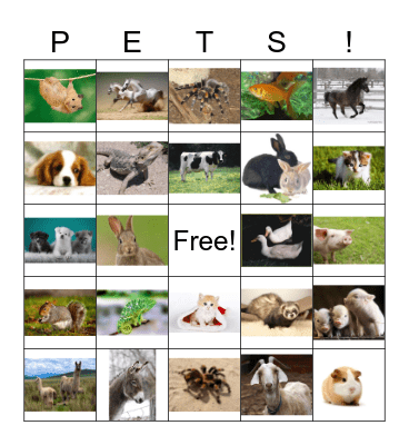 pets Bingo Card