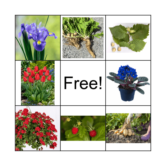 Nepohlavné rozmnožovanie Bingo Card