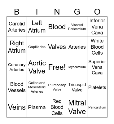 cardiovascular system Bingo Card