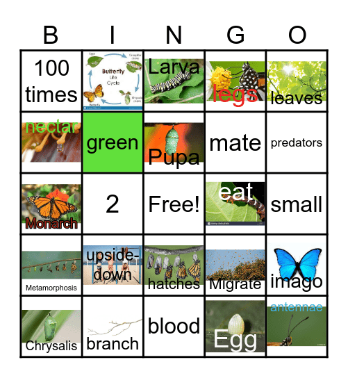The Butterfly Life Cycle Bingo Card