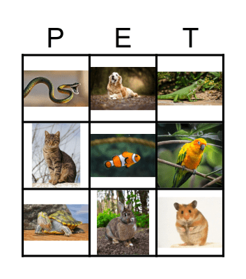 PETS Bingo Card
