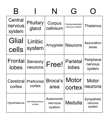 AP Review - Brain and Neurons Bingo Card