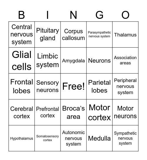 AP Review - Brain and Neurons Bingo Card
