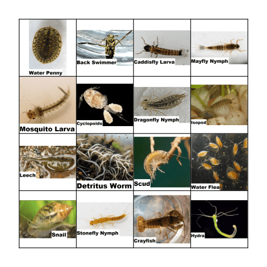 WATER CRITTER BINGO Card