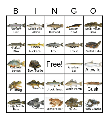 Maine Freshwater Animals Bingo Card