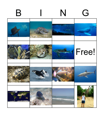 Sea animals Bingo Card