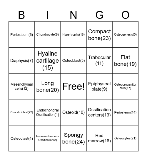 Bone formation Bingo Card