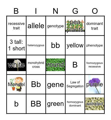 Punnett Squares Bingo Card