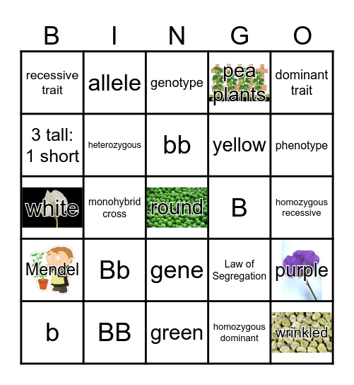 Punnett Squares Bingo Card