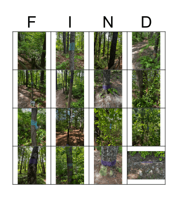 Horse and Buddy Plant Bingo Card