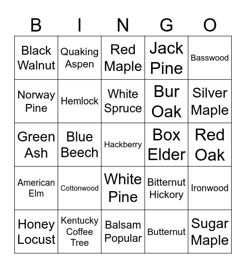 Minnesota Native Trees Bingo Card