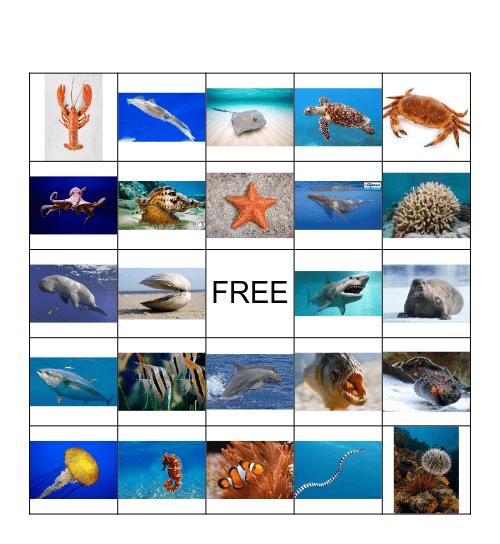 Sea animals Bingo Card