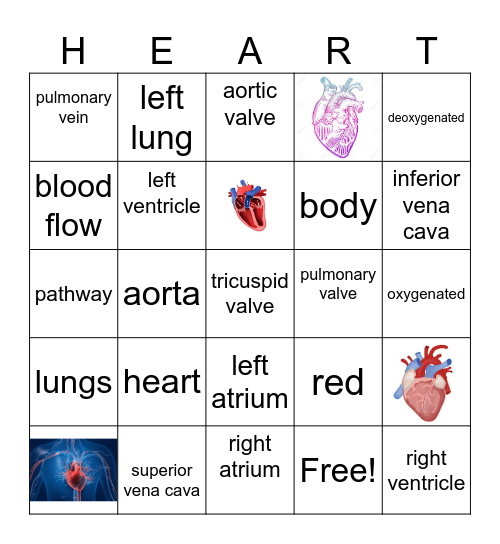 The Circulatory system Bingo Card