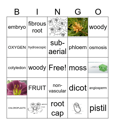 Exam Review: Kingdom Plantae Bingo Card