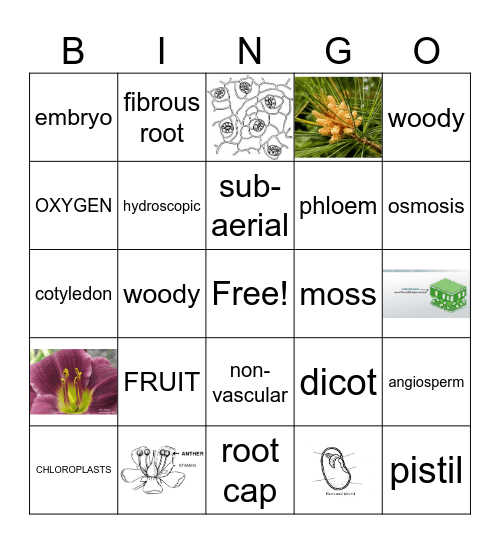 Exam Review: Kingdom Plantae Bingo Card