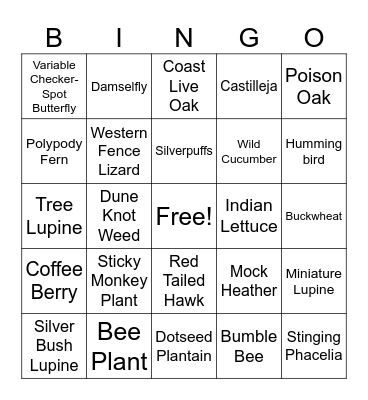 Lobos Valley Bingo Card