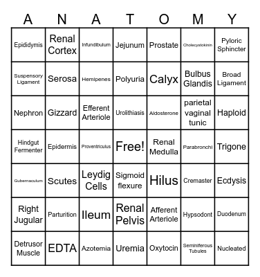 Anatomy- Modules 11-14 Bingo Card