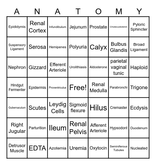Anatomy- Modules 11-14 Bingo Card