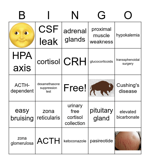 Cushing's Bingo Card
