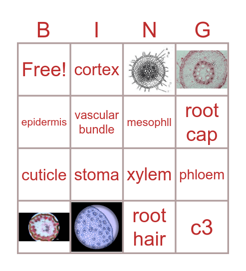 โครงสร้างของพืช Bingo Card