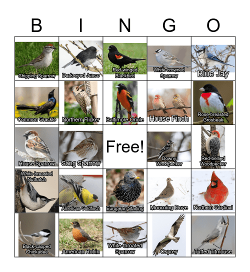 Spring Bird Bingo Card