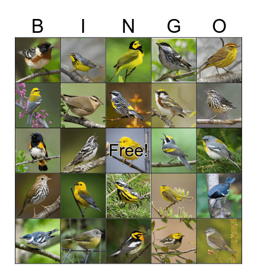 ON Warbler Bingo Card