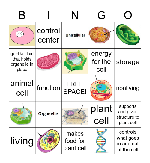 CELLS Bingo Card