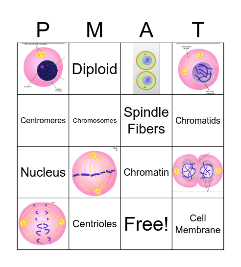 MITOSIS Bingo Card