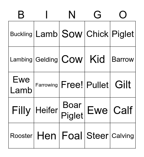 Animal Terminology Bingo Card