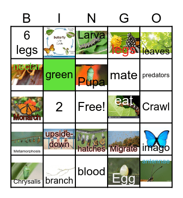 The Butterfly Life Cycle Bingo Card