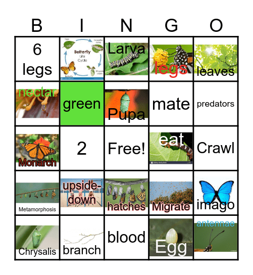 The Butterfly Life Cycle Bingo Card