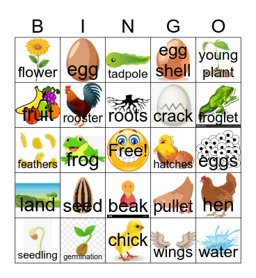 Life cycle bingo Card