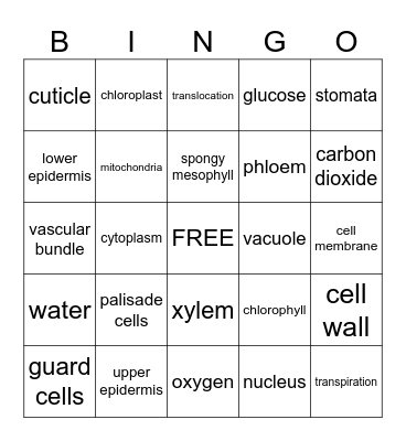 leaf structure Bingo Card