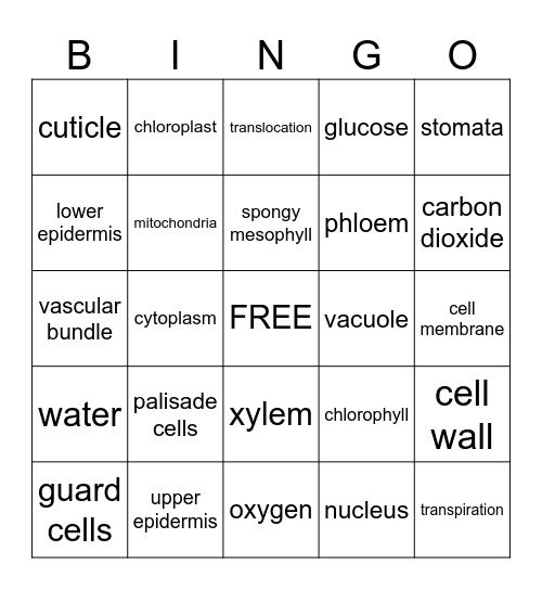 leaf structure Bingo Card